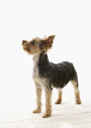 大切なペットとの別れを心穏やかに過ごすための大阪市のペット火葬施設選びのポイント