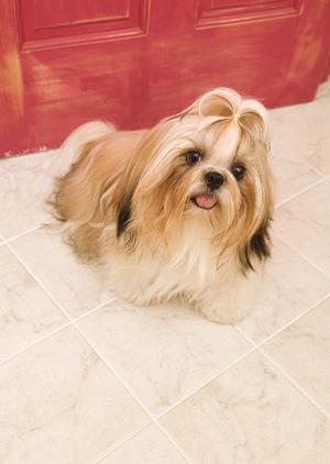 ペットの健康を考えるなら知っておきたい！療法食の通販サイト徹底比較