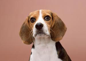 大型犬の健康寿命を延ばすおもちゃ