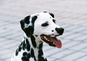 ペットの購入はキャットファーム大谷がおすすめ