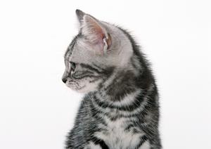 近年はペット葬儀を行う飼い主が増加