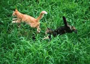 年齢や種類によって変わるペット保険